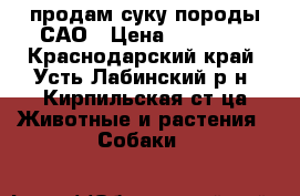 продам суку породы САО › Цена ­ 35 000 - Краснодарский край, Усть-Лабинский р-н, Кирпильская ст-ца Животные и растения » Собаки   